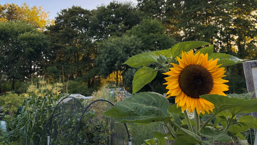How to keep your gardening looking blooming in hot weather - image