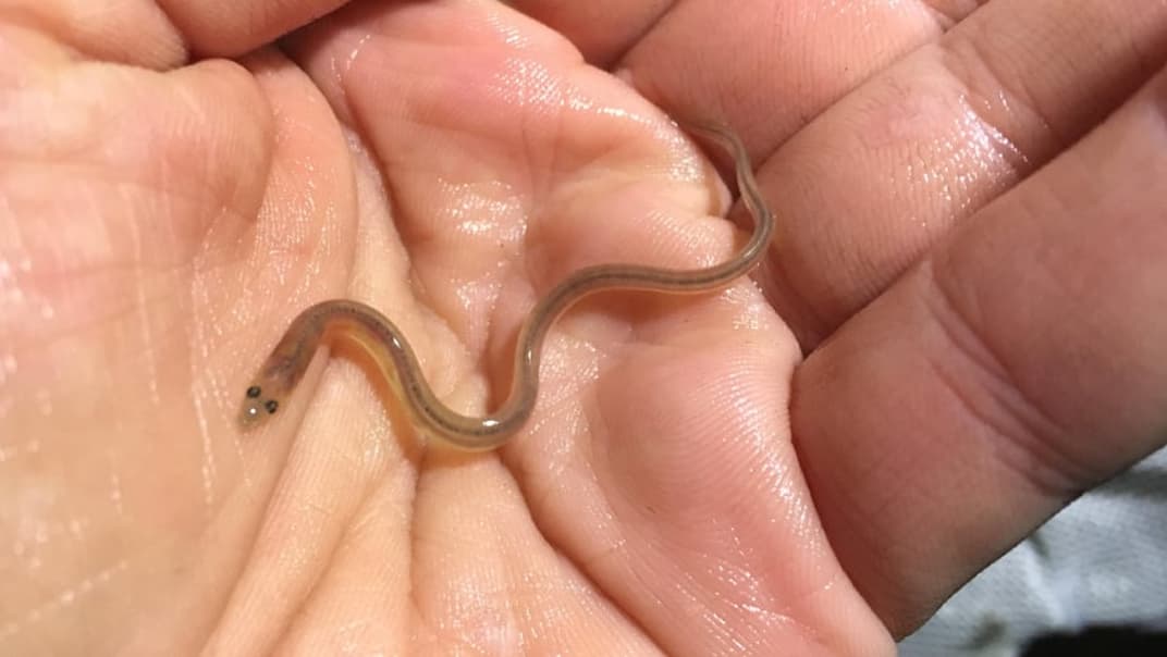 Protecting a Precious Species: South West Water Installs State-of-the-Art Eel Screens at Lopwell Dam- image