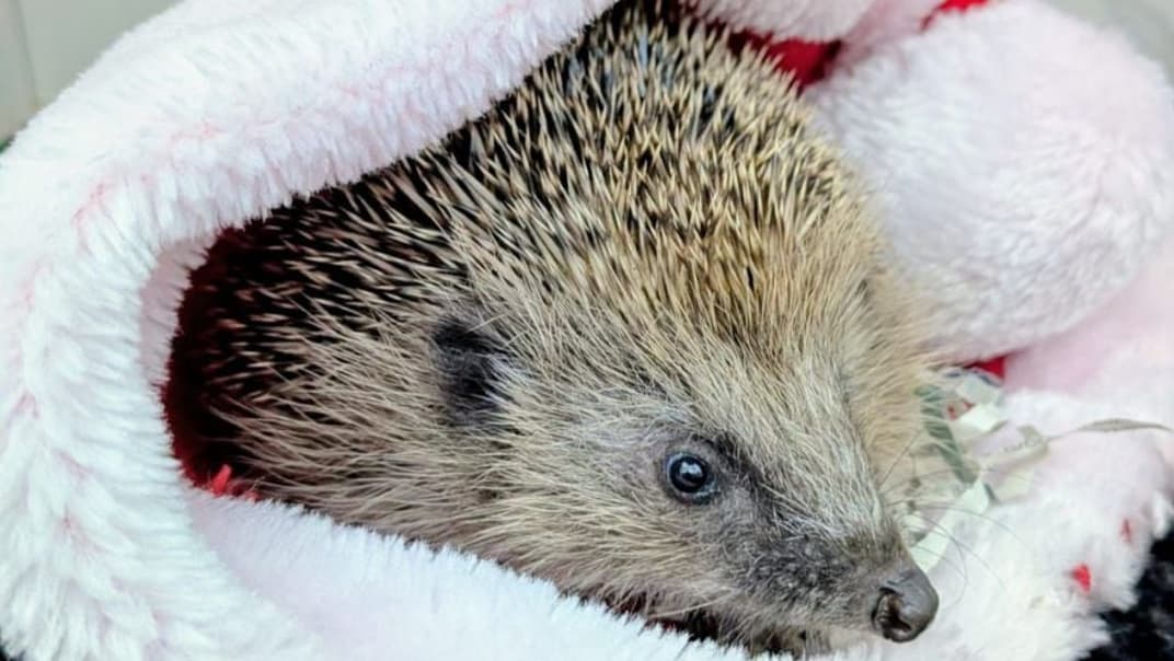 Meet Aquarius - the adventurous hedgehog rescued from a storm tank by South West Water staff- image