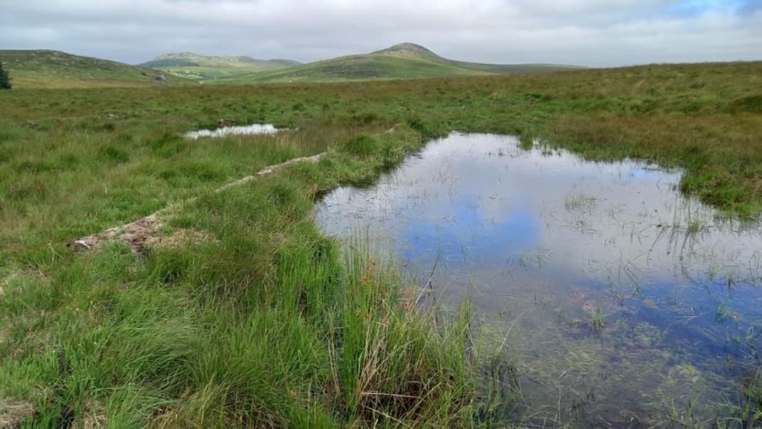 £2M Nature Recovery Fund applications open - image