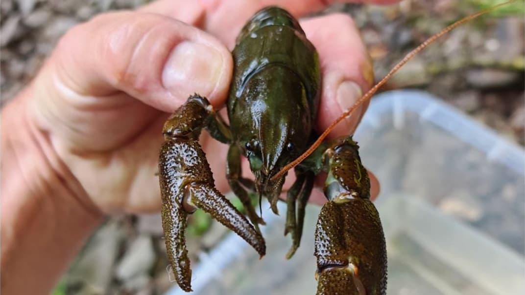 Protecting a rare species: Conservation project helps secure the future of native crayfish - image