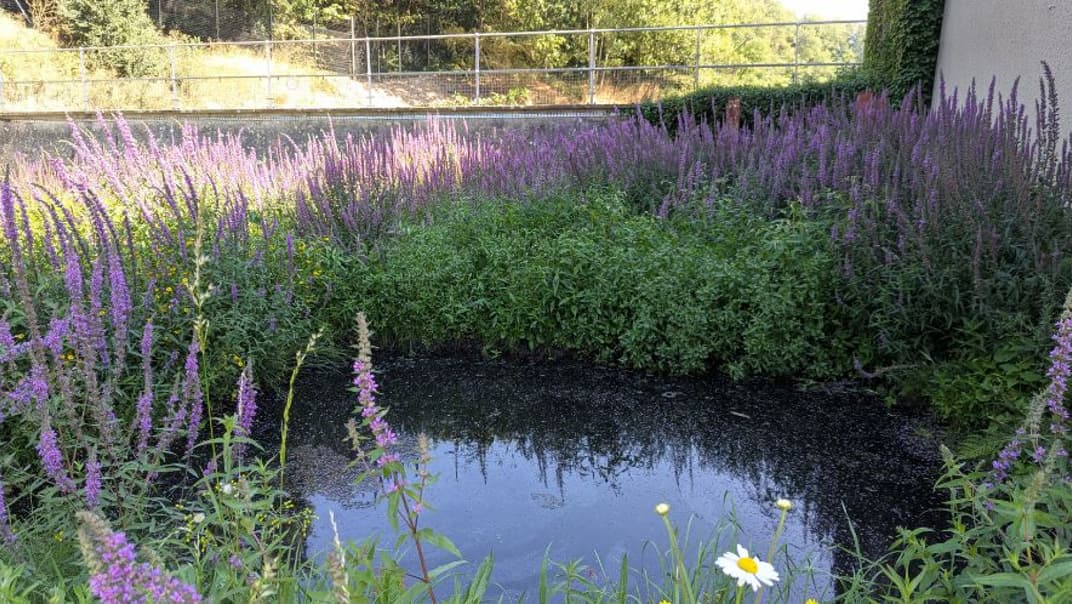 What a difference a pond makes - image
