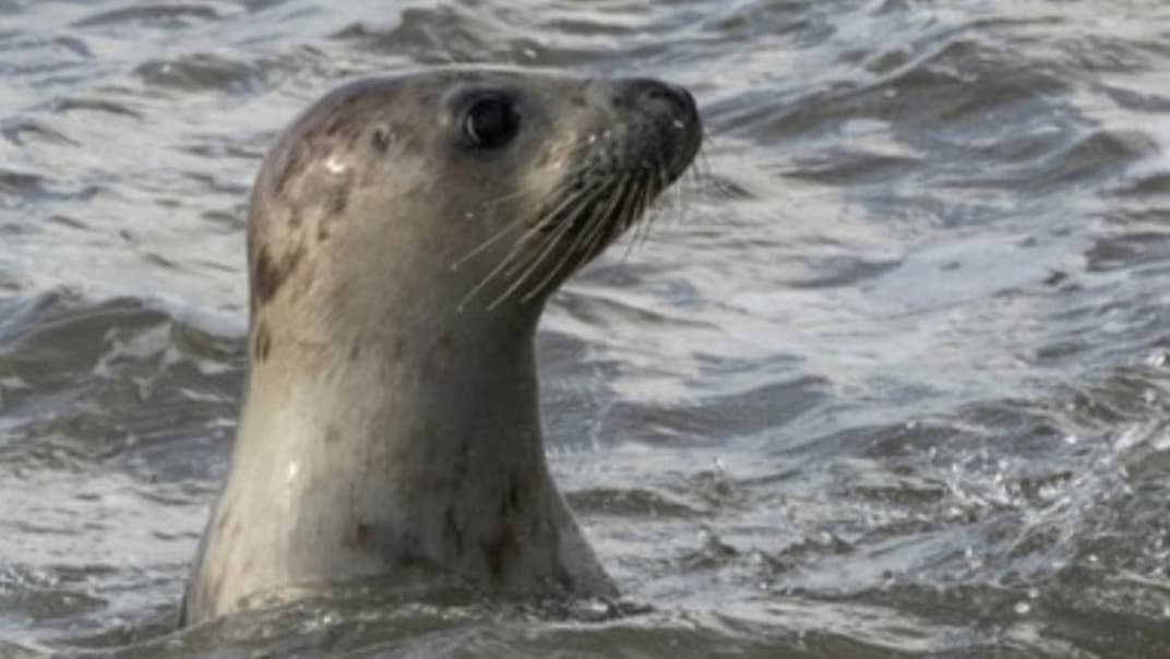 Seal the deal: South West Water supports UNESCO’s wildlife education scheme- image