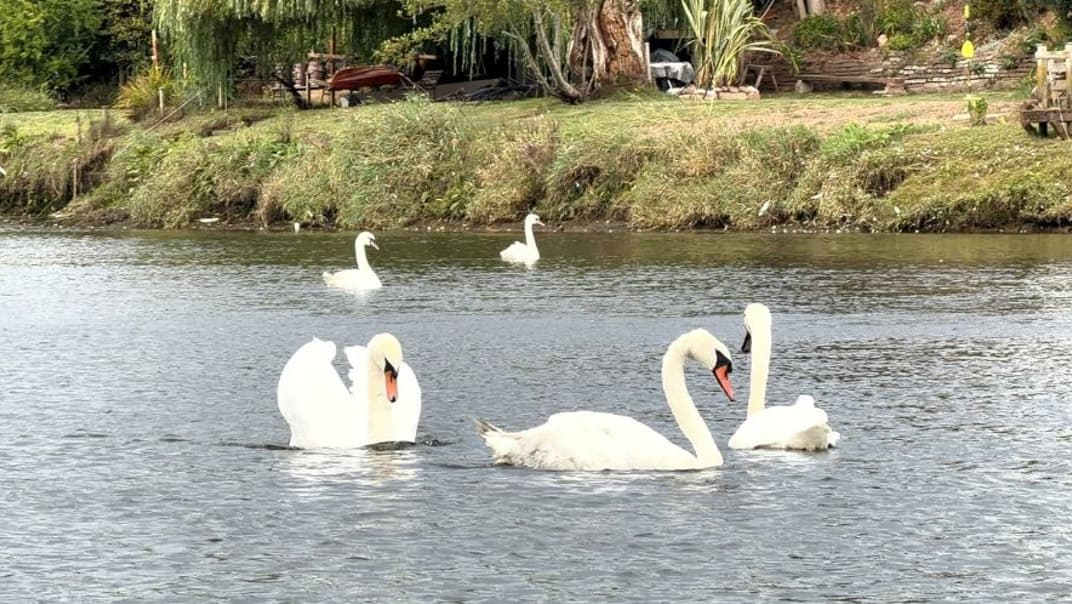 Swan voyage! Rescued swan flies free after getting in a flap at South West Water site- image