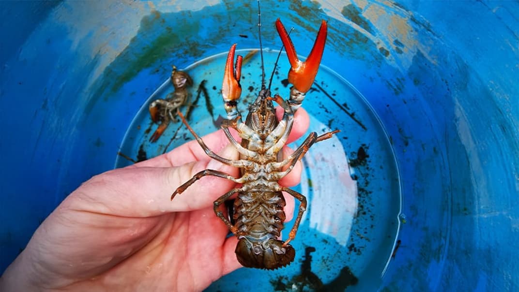 Crayfish Crackdown: South West Water Steps Up the Fight Against Invasive Species at Burrator Reservoir- image