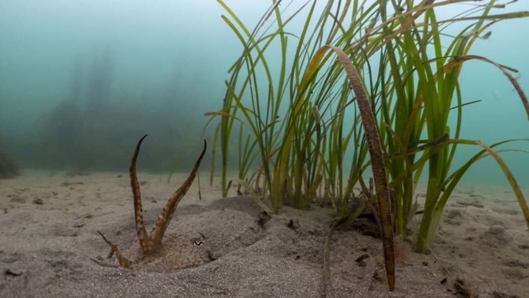 Can seagrass make a comeback? South West Water wants to find out how it can help!- image