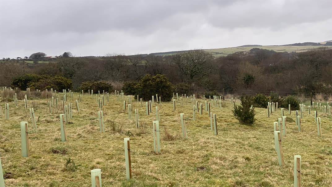 390,000 trees planted across Devon and Cornwall to combat climate change- image