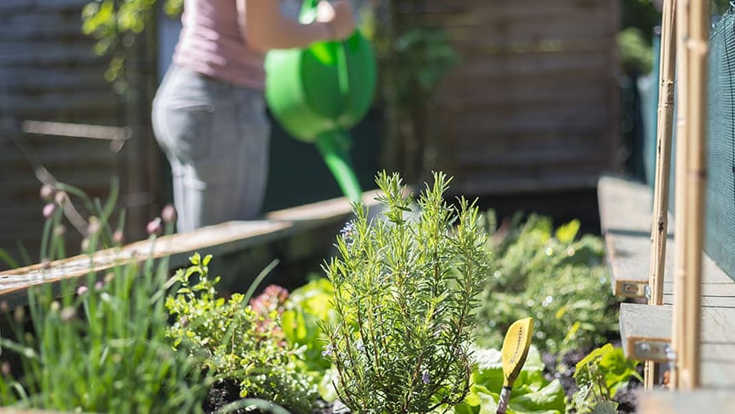 What’s the best way to water plants? - image