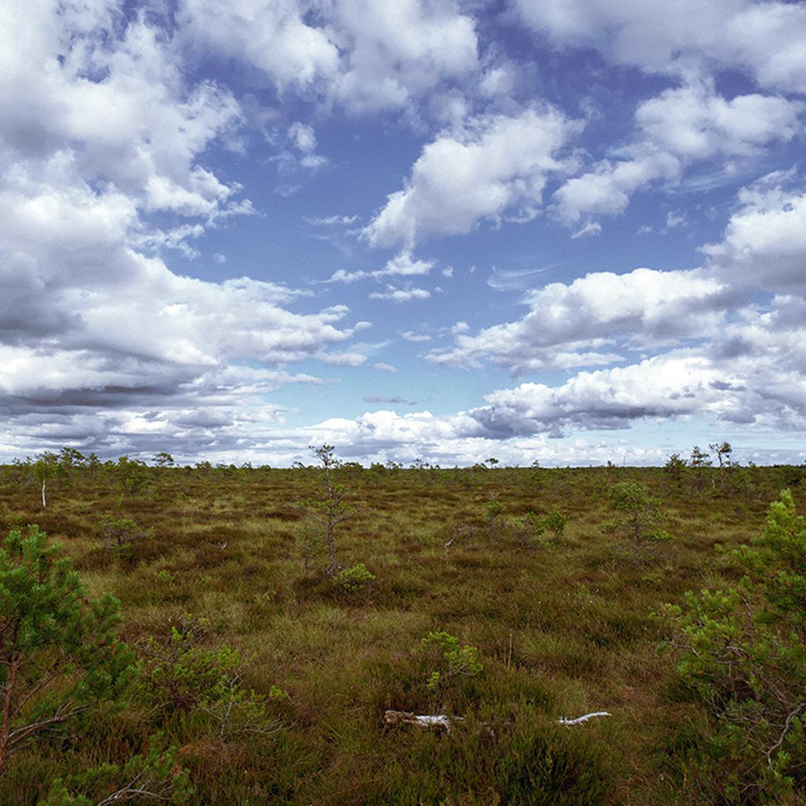 Bournemouth water restoring peat land 