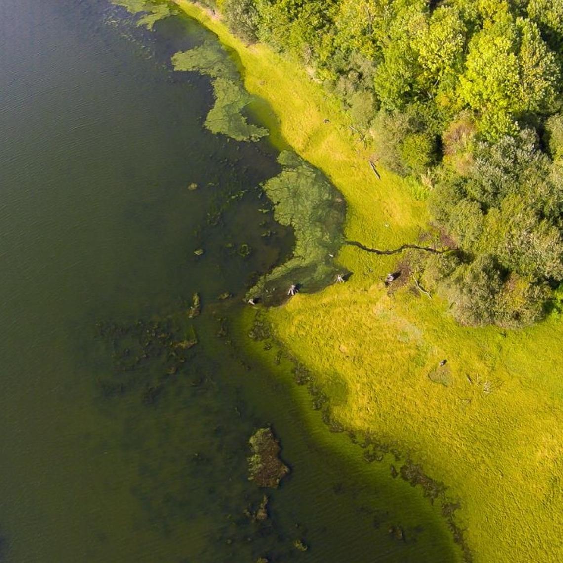 A vast expanse of water with algel bloom under a clear blue sky,