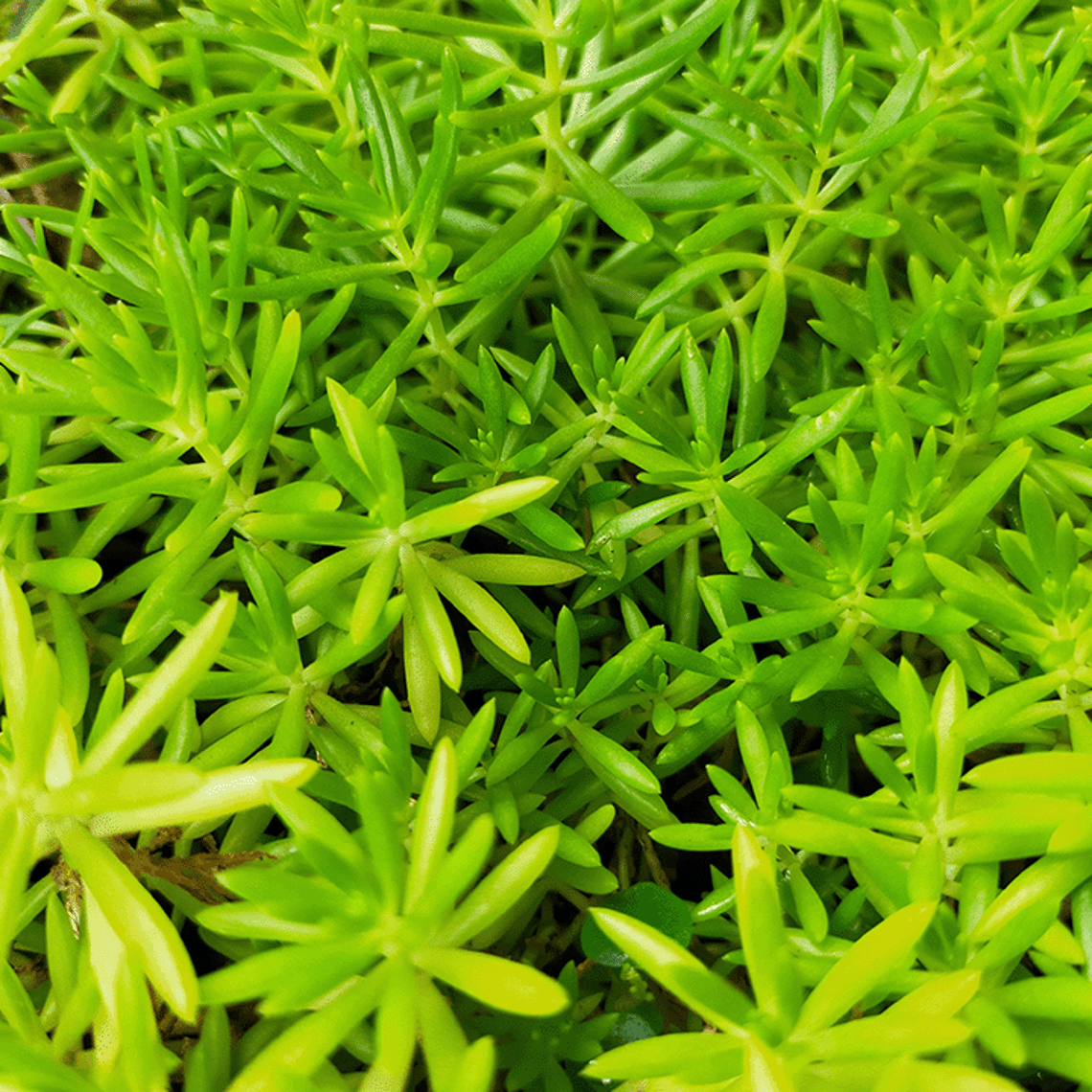 Crassula helmsii otherwise known as New Zealand pigmyweed