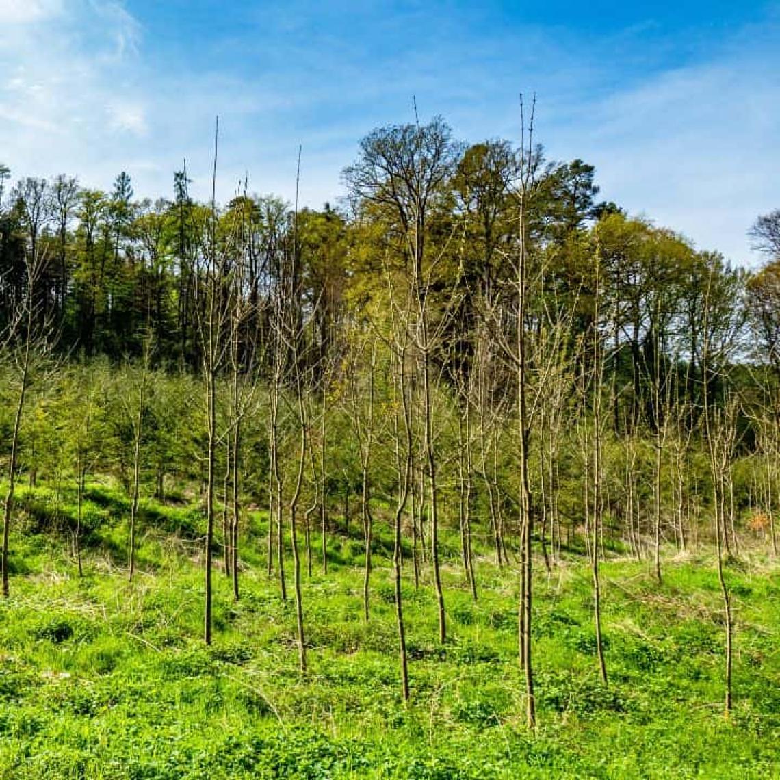 young trees growing in a field as part of a tree planting project
