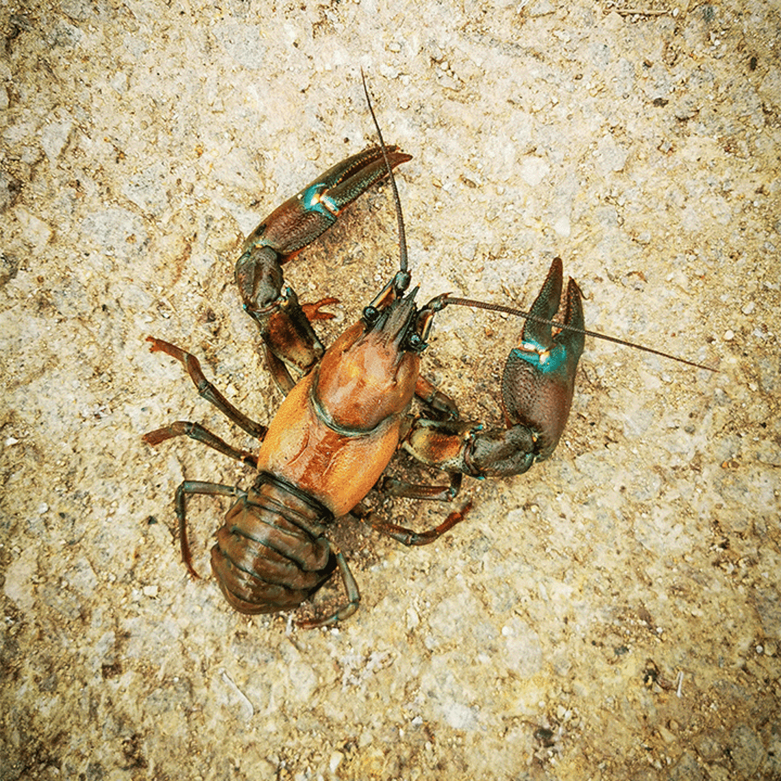 American signal crayfish