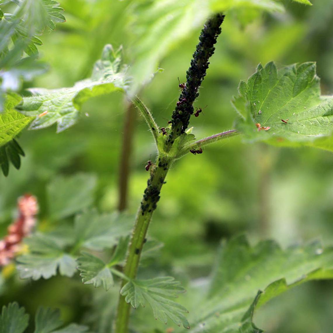 Picture of ants farming 