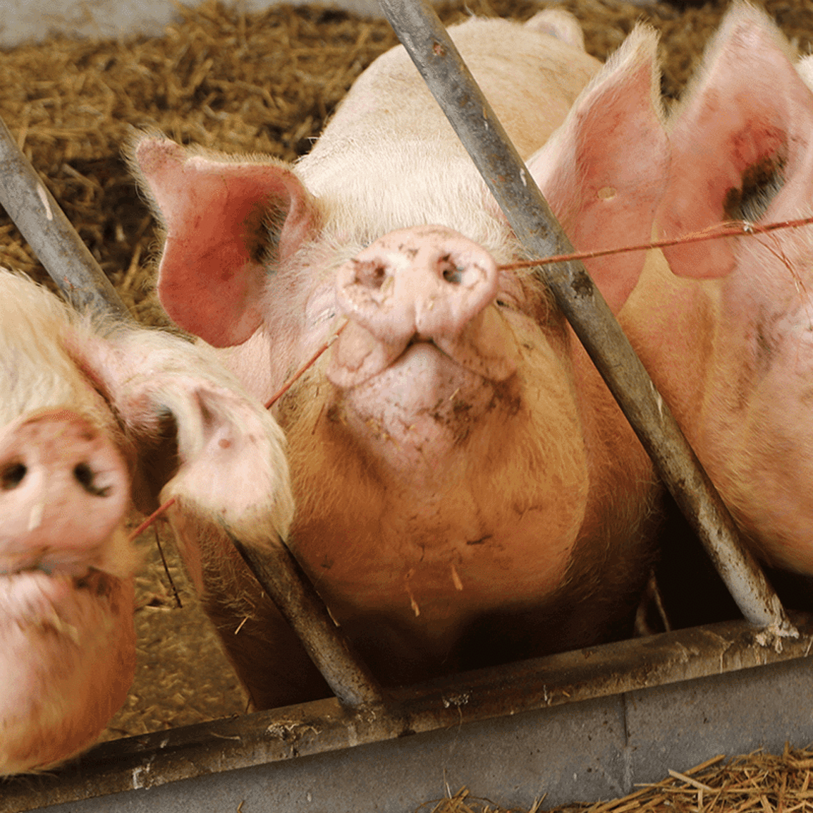 Picture of three pigs 
