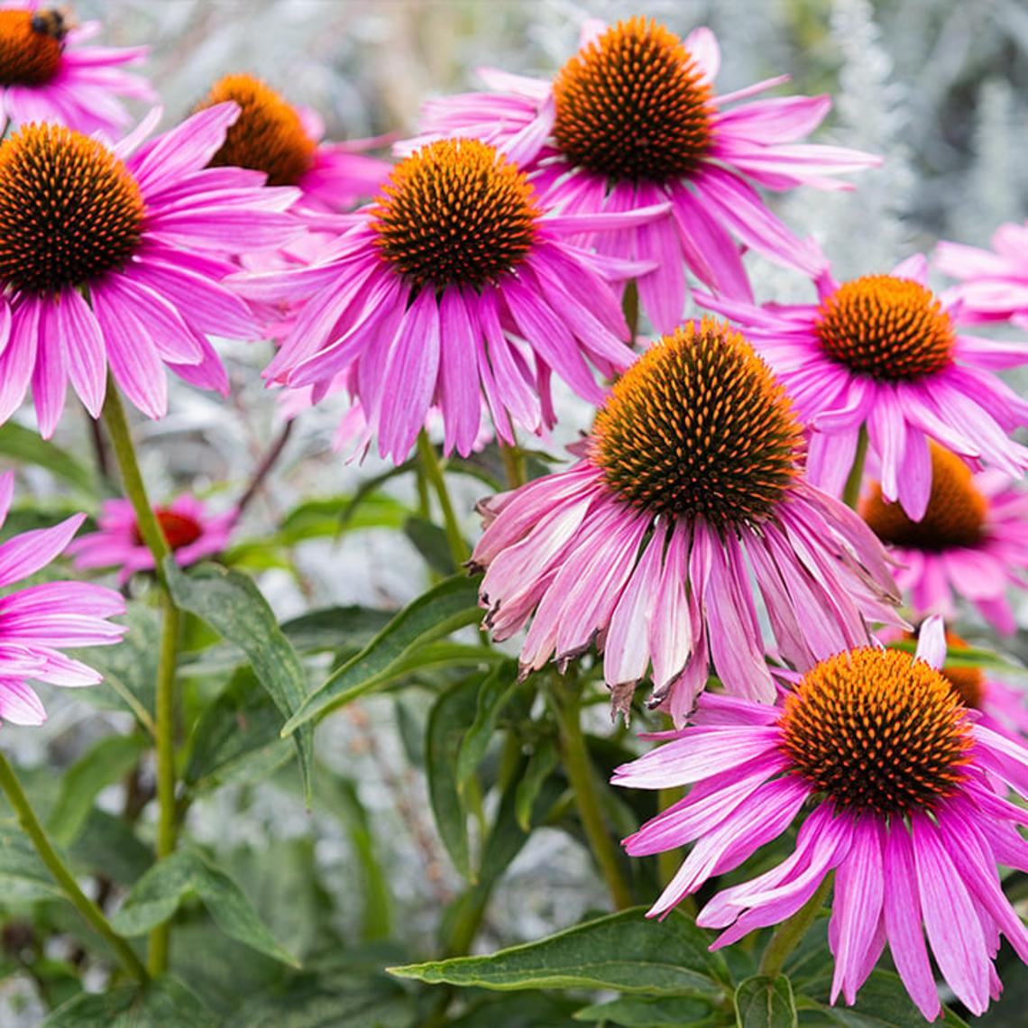 Photo of echinacea purpurea flowers