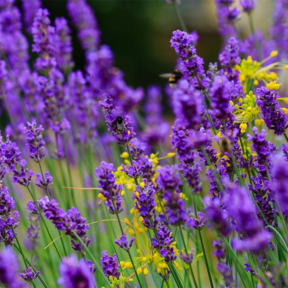 Photo showing purple lavender plants