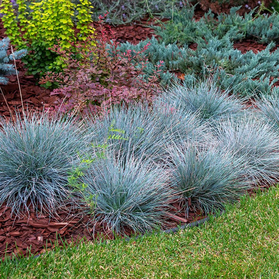 Photo showing ornamental grasses in a garden