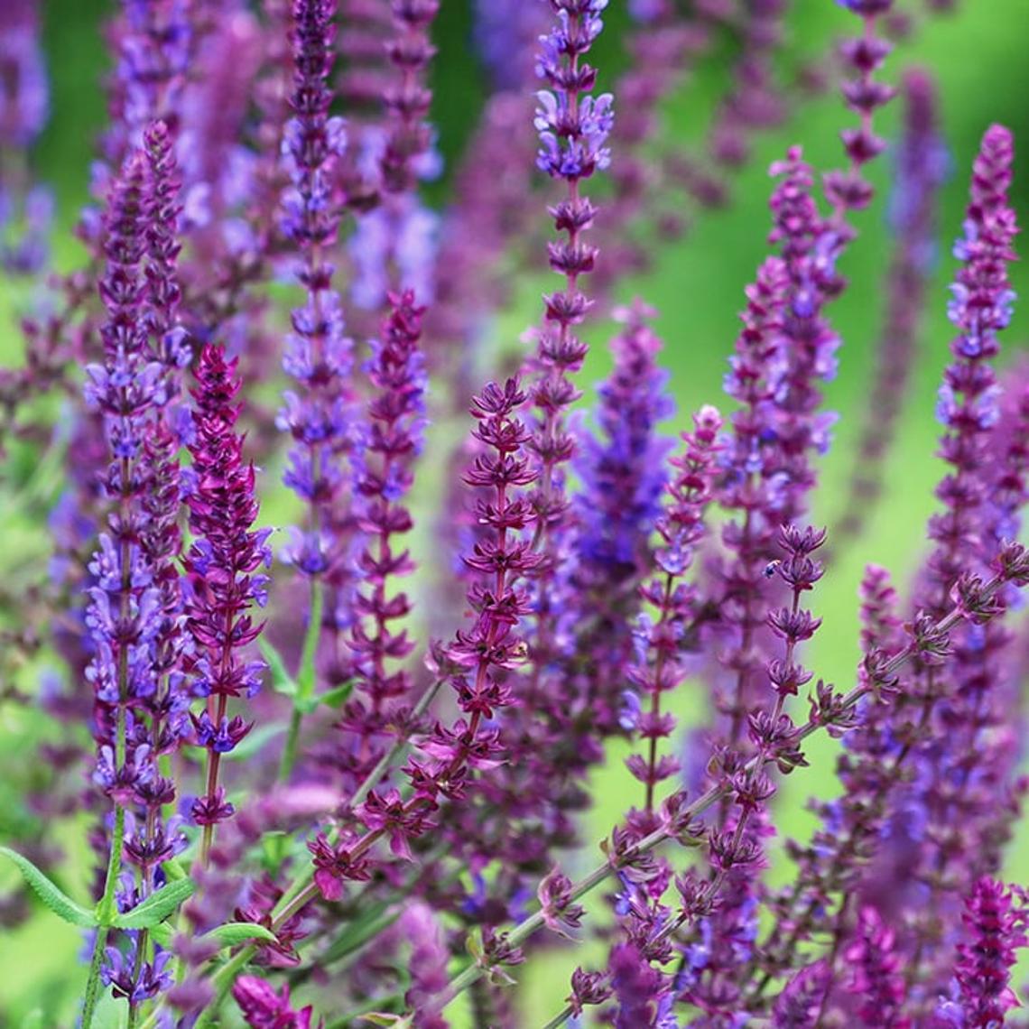 Photo showing purple salvia plants