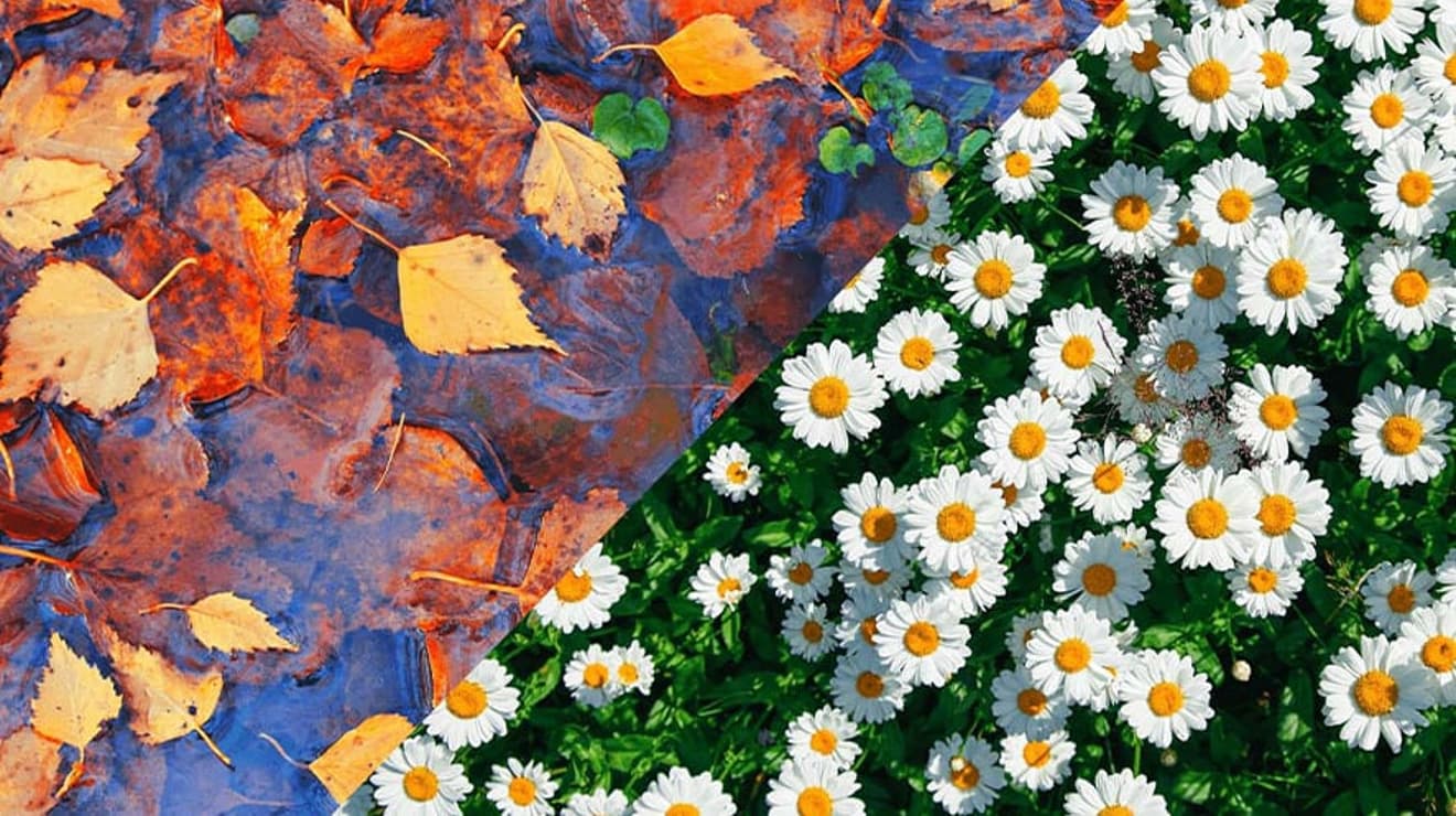 Banner showing autumn leaves and spring daisies