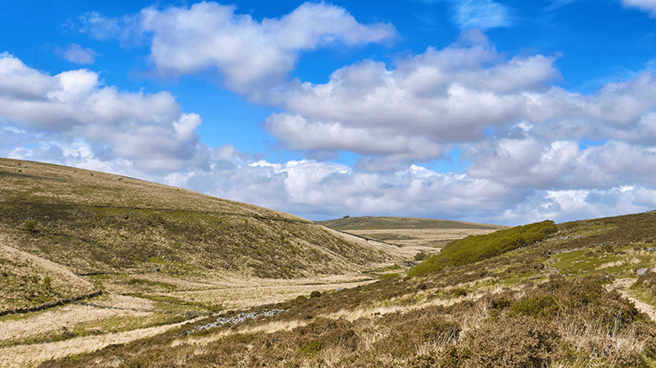 Picture of peatlands 