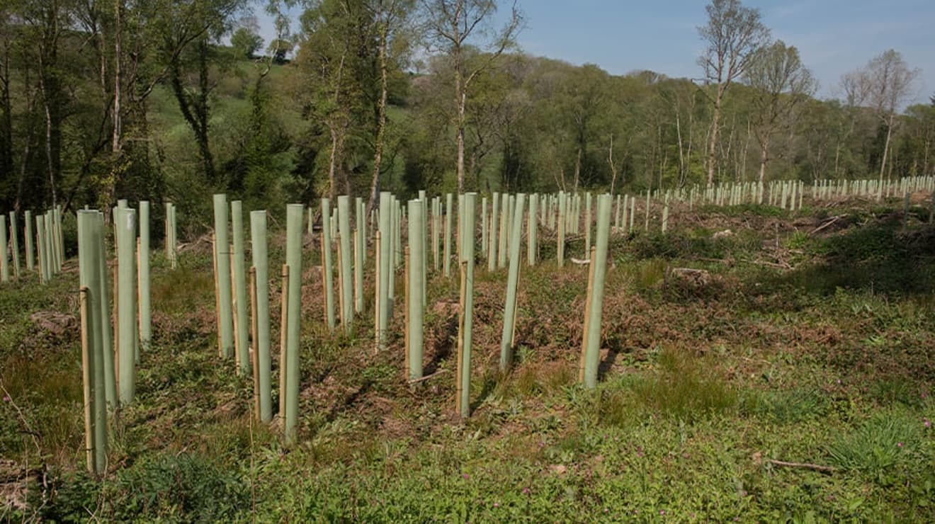 Picture of newly planted trees