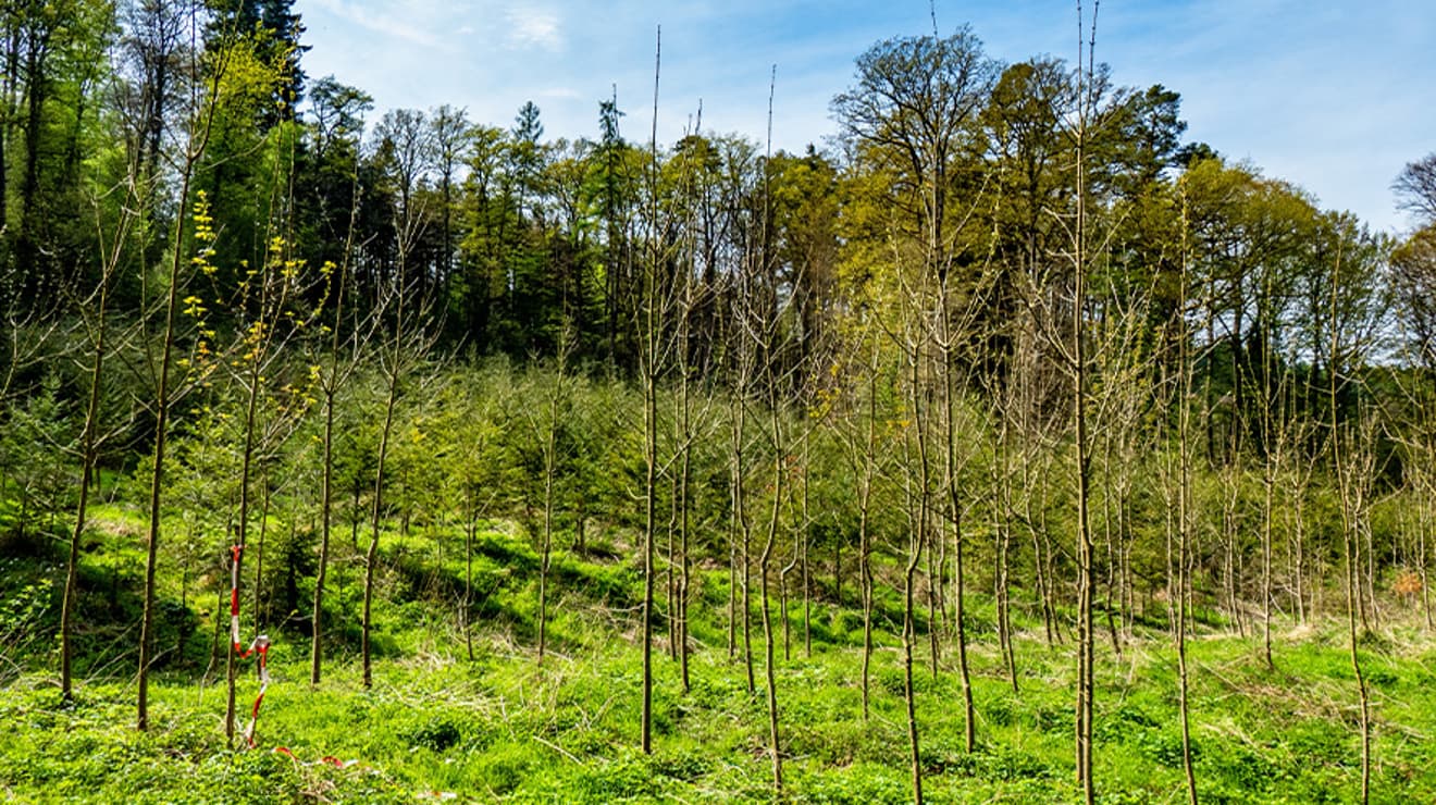 Picture of newly planted trees