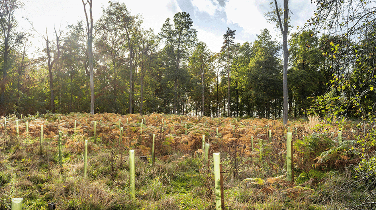 Picture of newly planted trees 