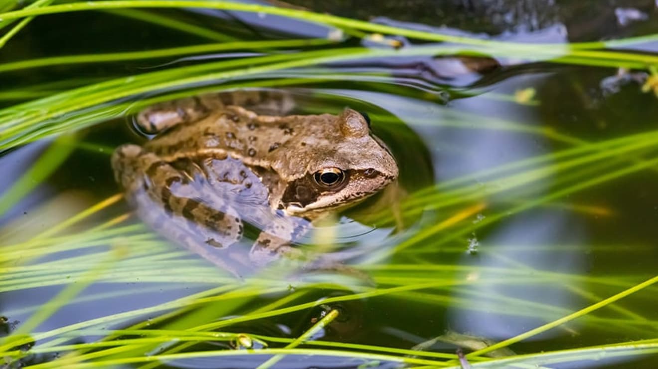 close up of a frog sat in a pond