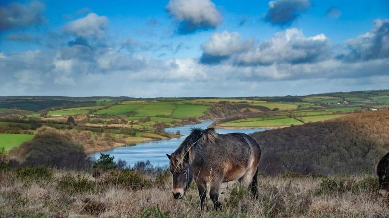 Exmoor pony grazing on Haddon Hill