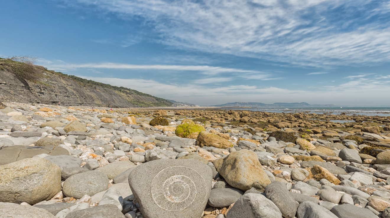 lyme regis coat background