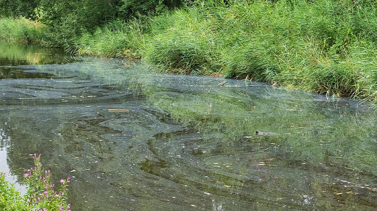 Polluted water