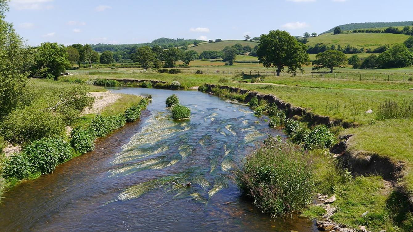 River Otter image