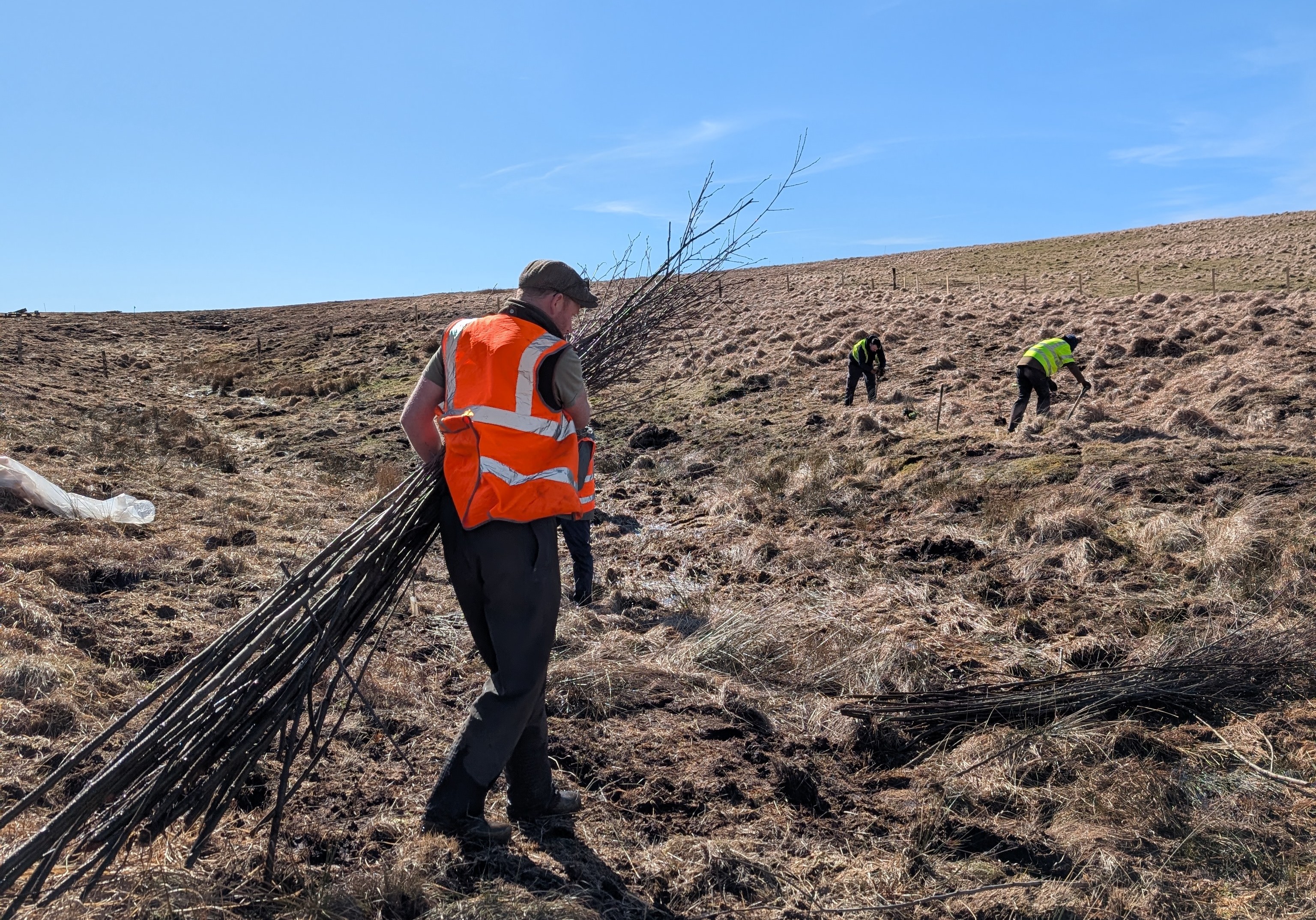 Operative working on the moor, planting trees