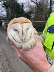 the injured barn owl 