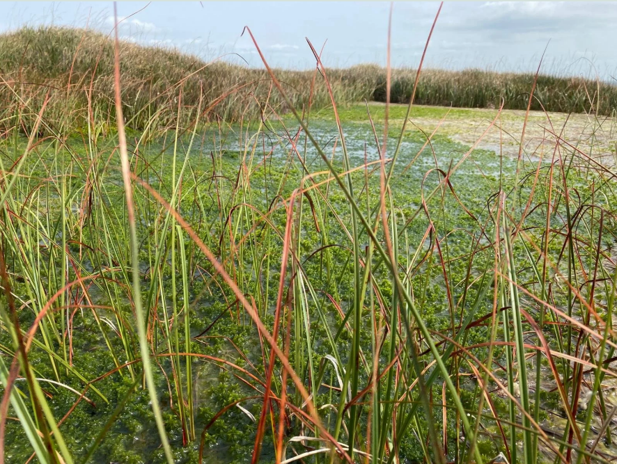 Peatland on Dartmoor