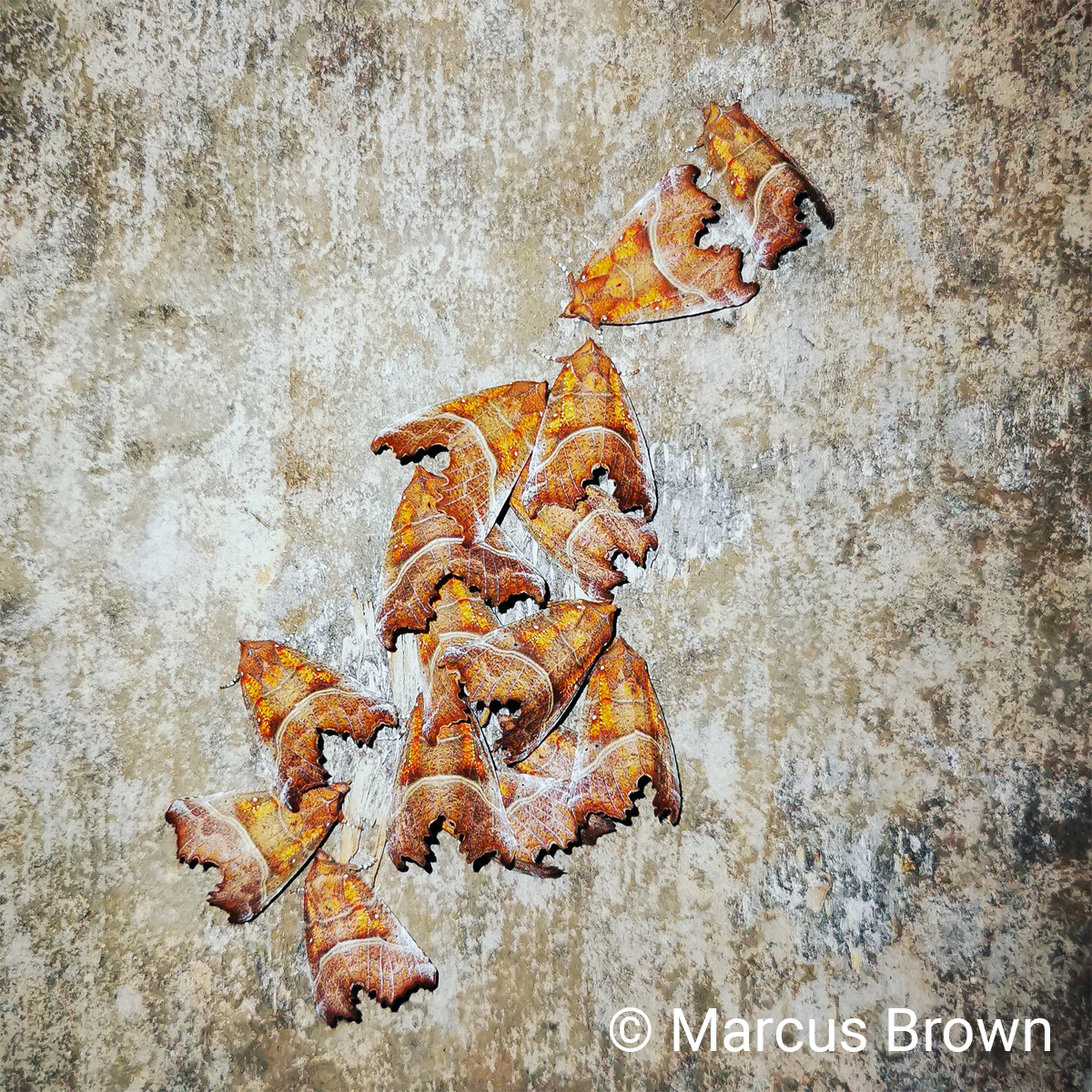 hibernating moths 