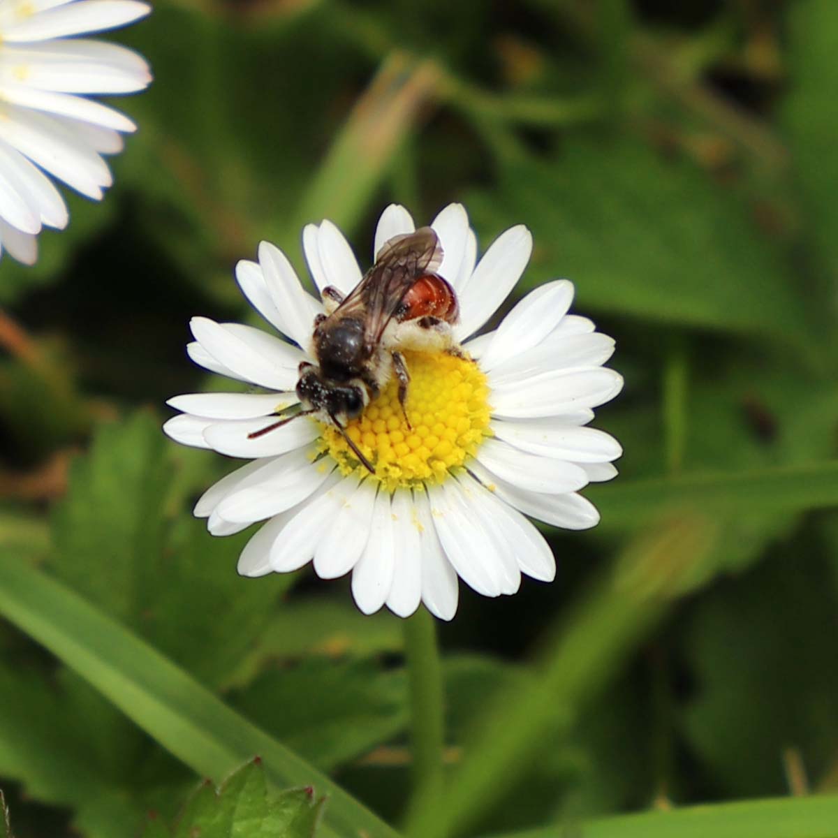 Bee on a flower 