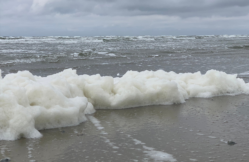 Marine algae