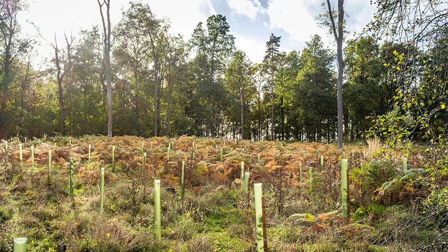 Picture of newly planted trees 