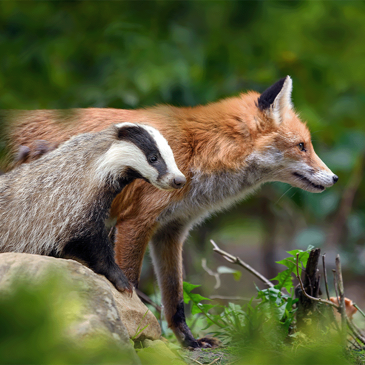 A fox and badger standing beside each other in a forest
