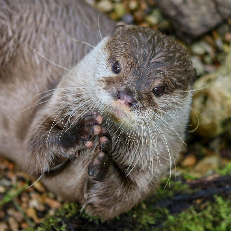 Picture of an otter with it's paws together saying please 