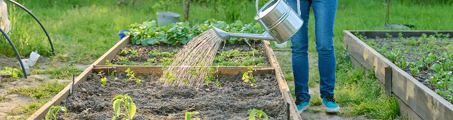 watering plants with a watering can