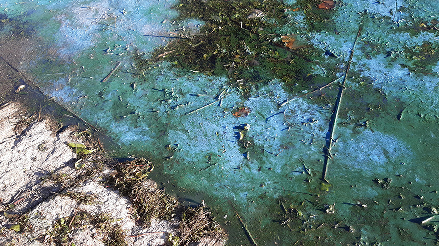 Image of algal bloom