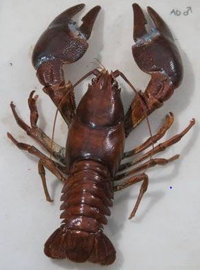 an image of the american signal crayfish