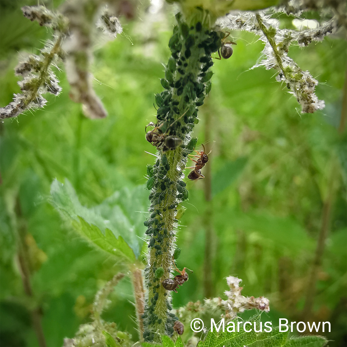 Nettles 2, return of the sting