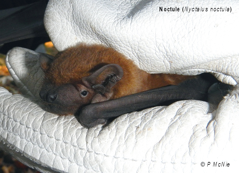 Noctule bat 