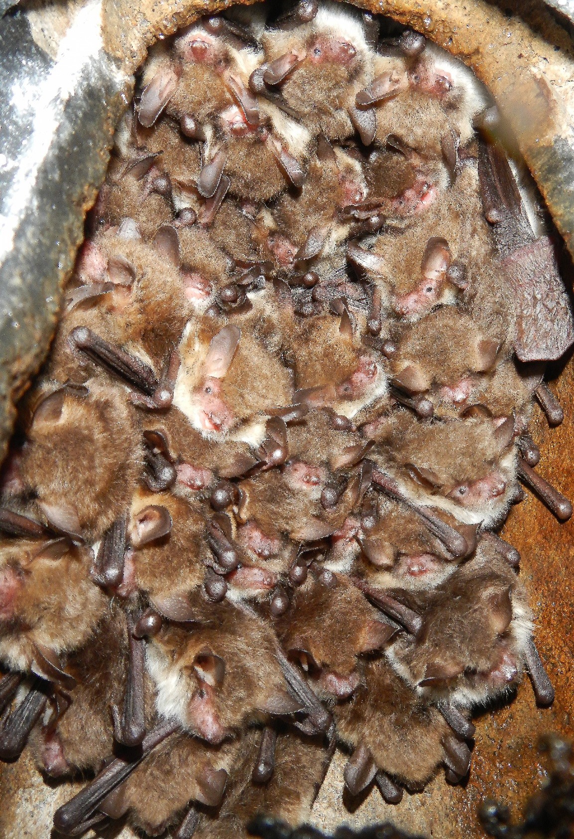 group of bats