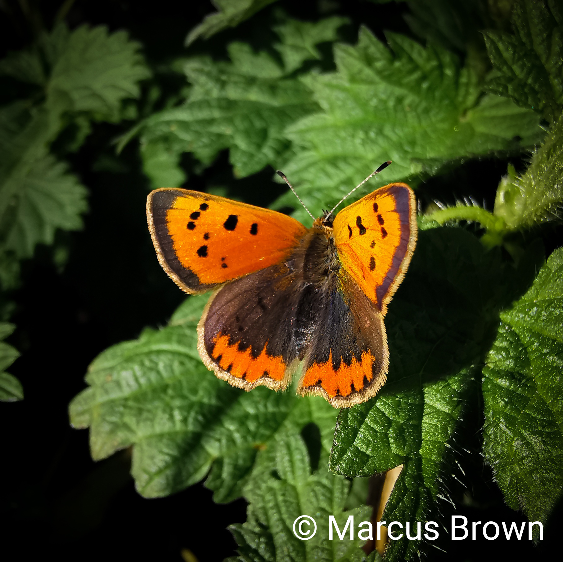 small copper butterfly