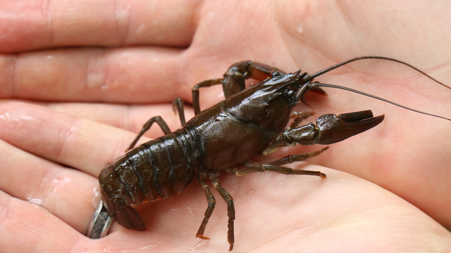 Hand holding a crayfish